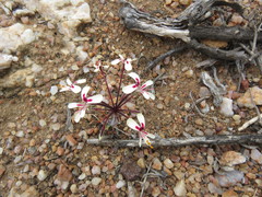 Pelargonium moniliforme