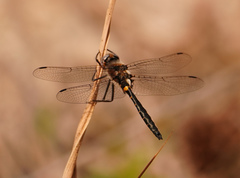 Helocordulia selysii