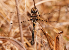 Helocordulia selysii