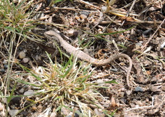 Liolaemus chacoensis