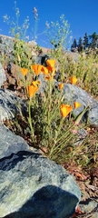 Eschscholzia californica