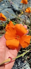 Eschscholzia californica