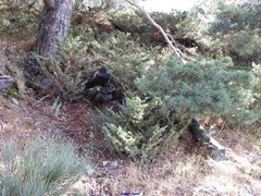 Cytisus oromediterraneus