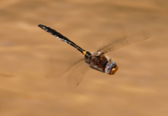 Helocordulia selysii