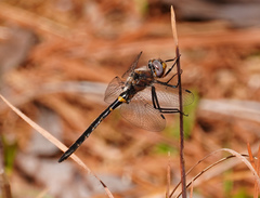 Helocordulia selysii