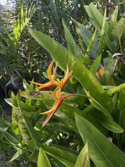 Heliconia psittacorum × spathocircinata