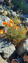 Eschscholzia californica