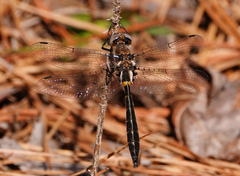 Helocordulia selysii