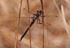 Helocordulia selysii