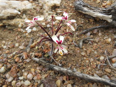 Pelargonium moniliforme