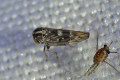 Idiocerus albolinea