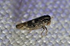 Idiocerus albolinea