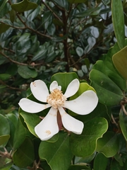 Magnolia pallescens
