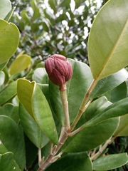 Magnolia pallescens