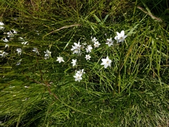 Triteleia peduncularis
