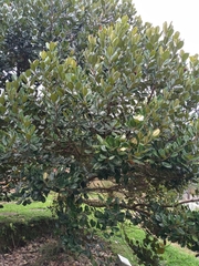 Magnolia pallescens