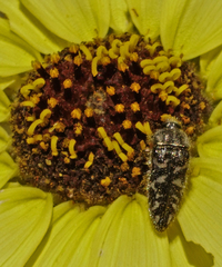 Acmaeodera acuta
