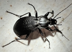 Carabus vinctus