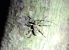 Oreodera cinerea