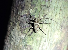 Oreodera cinerea