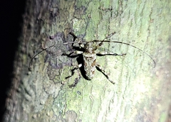 Oreodera cinerea