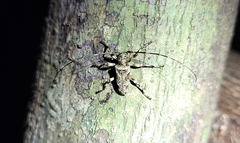 Oreodera cinerea