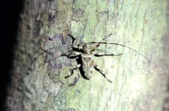Oreodera cinerea