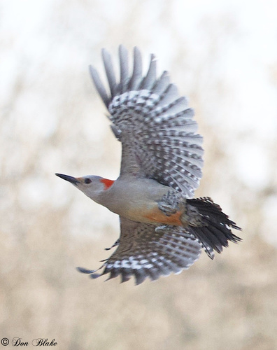Red-bellied Woodpecker