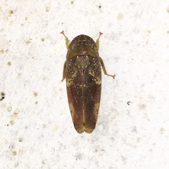 Folicana