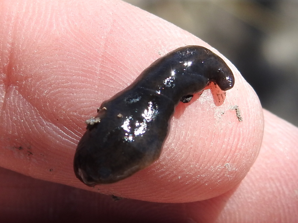 land-planarians-from-white-settlement-tx-usa-on-march-20-2022-at-02