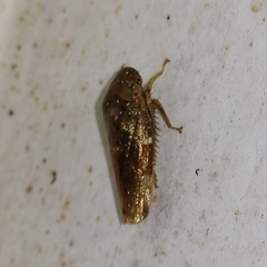 Folicana
