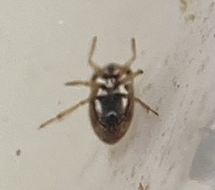 Neoplea striola