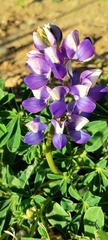 Lupinus succulentus