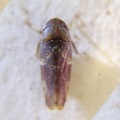 Folicana