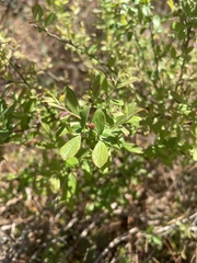 Vaccinium darrowii
