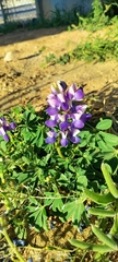 Lupinus succulentus