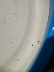 Neoplea striola