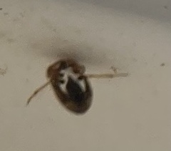 Neoplea striola