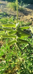 Lupinus succulentus