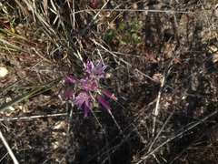 Allium fimbriatum