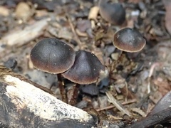 Macrocystidia