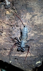 Mastigoproctus brasilianus