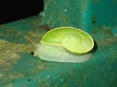 Rhinocochlis nasuta