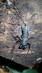 Mastigoproctus brasilianus