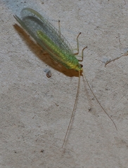 Triplochrysa