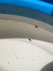Neoplea striola