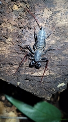 Mastigoproctus brasilianus