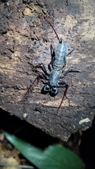 Mastigoproctus brasilianus