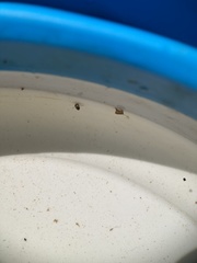 Neoplea striola