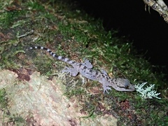 Cyrtodactylus baluensis